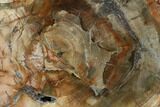 Petrified Wood (Araucaria) Slab - Madagascar #127963-1